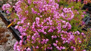 Phylliopsis 'Coppelia' - 1ltr pot 